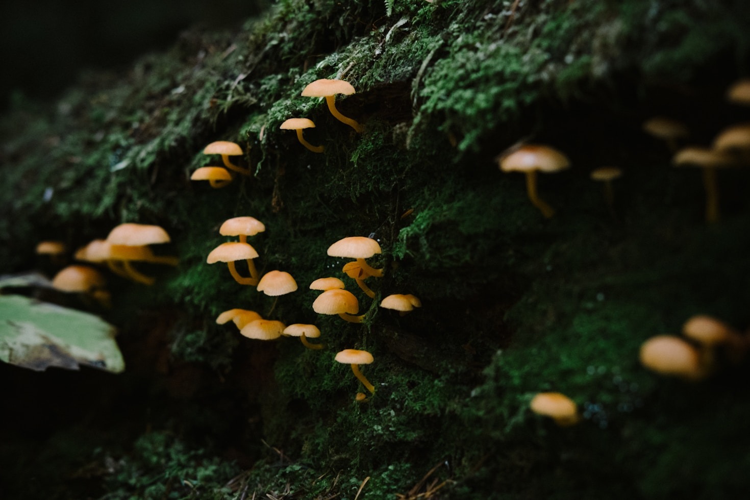 So bestimmen Sie Pilze sicher im Wald