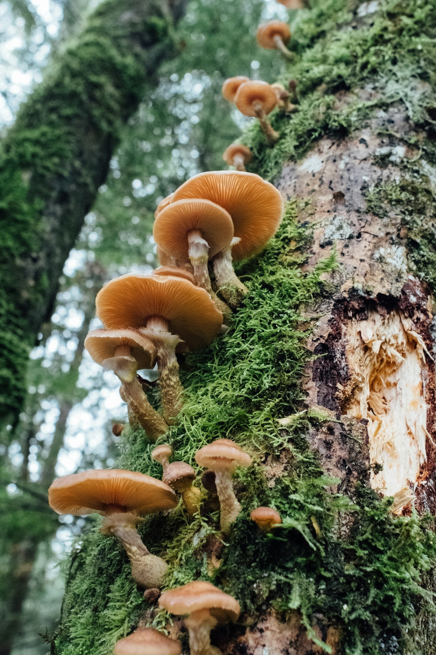 Vorbereitung auf Ihre erste geführte Pilzwanderung