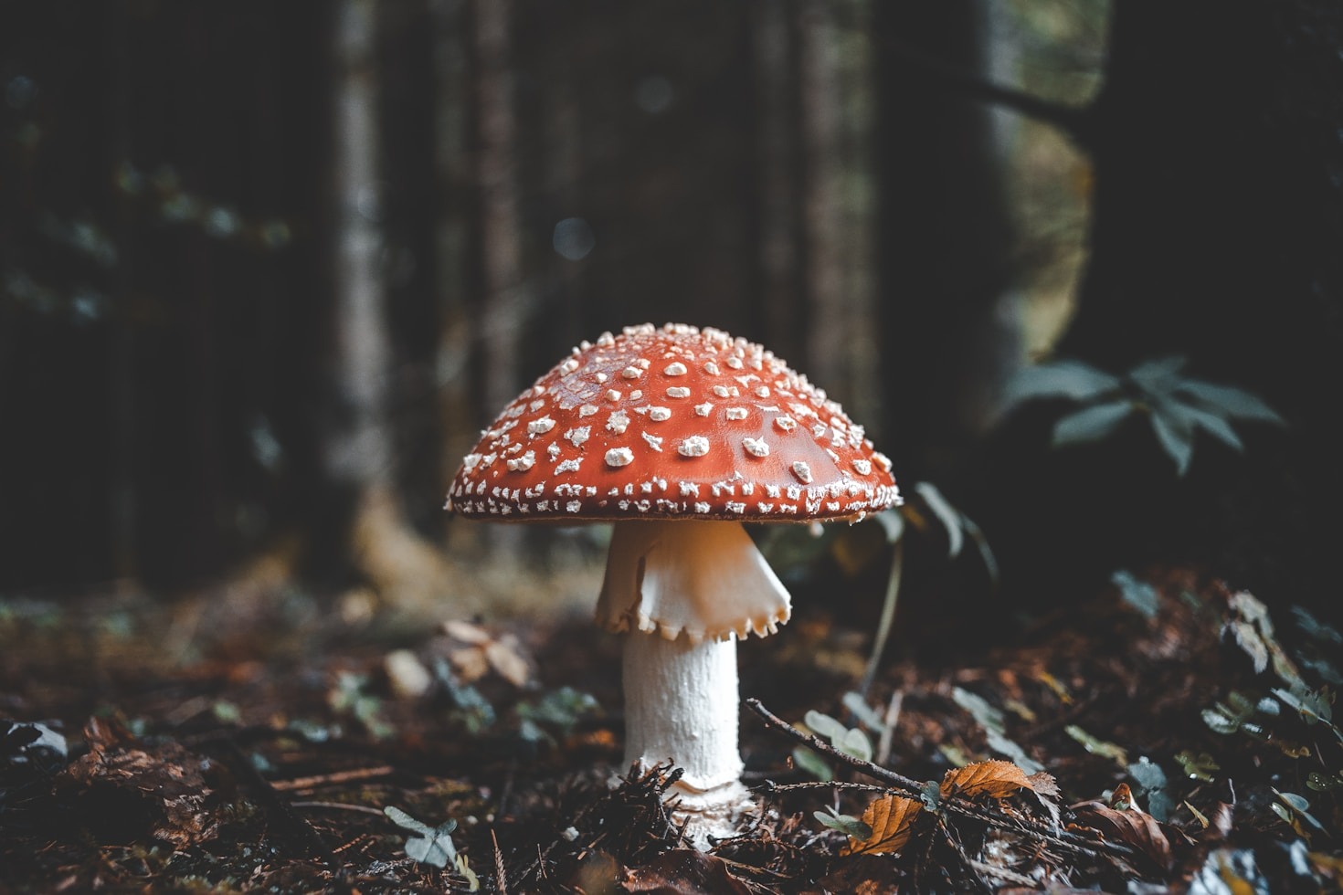 Die Rolle der Pilze in unserer Gesellschaft